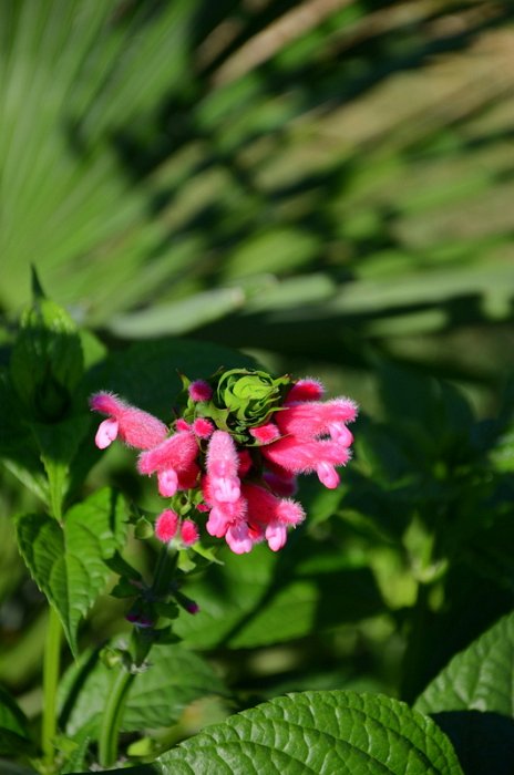 Salvia oxyphora (2)